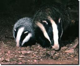 badger