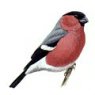 bullfinch