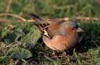 chaffinch