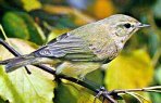 Chiffchaff Warbler