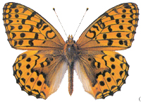 darkgreenfritillary