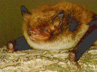 daubentonbat