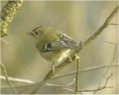 goldcrest