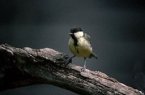 great tit