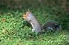 greysquirrel2