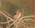 linnet