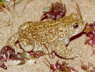 natterjacktoad2