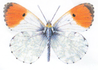 Orange Tip