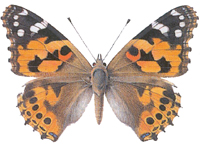 paintedlady