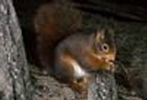 red%20squirrel2