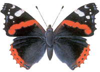 redadmiral