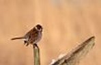 reedbunting