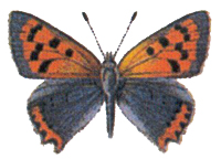 smallcopper