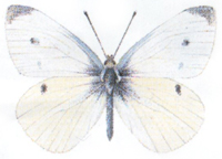 smallwhite
