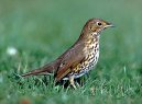 songthrush