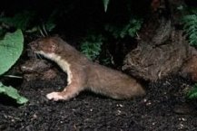 stoat2