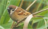 treesparrow2
