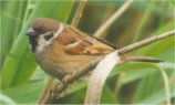 treesparrow2