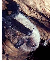 whiskered_bat